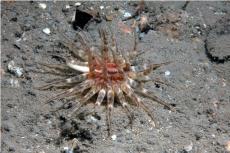 Burrowing Anemone © Keith Hiscock